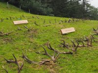 201907 - Abwurfstangenschau Rauschalm